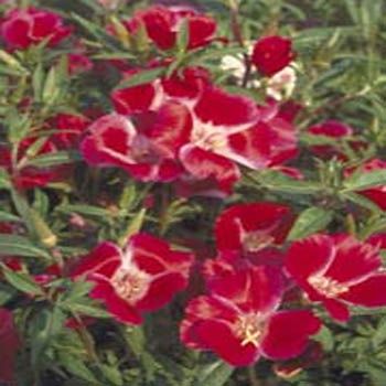 Kırmızı Grandiflora Meteor Godetia Yer Açelyası  Çiçeği Tohumu(50 tohum)