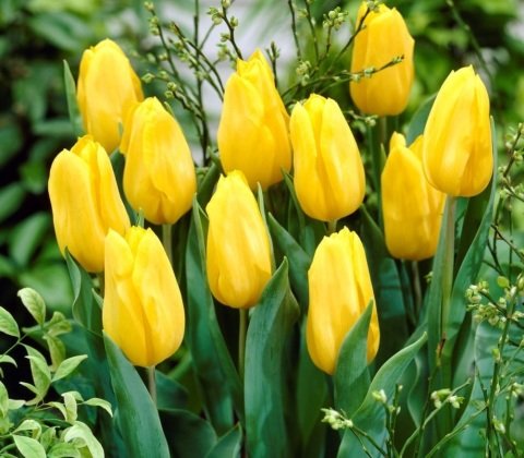 İthal Özel Yellow Reviva Novi Sun Sarı Dev Kafa Özel Lale Soğanı(3 Soğan)