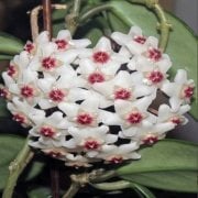 Hoya Carnosa Tri Colour 3 Renkli Mum Çiçeği Fidesi (3 adet)