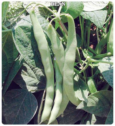 Fasulye Tohumu (Sarıkız - Kevser) (25 gram)