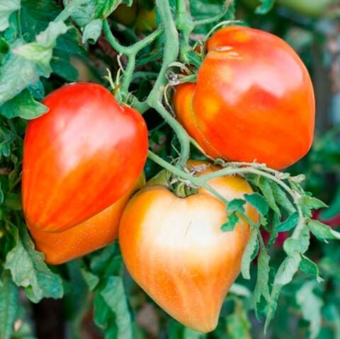 Red Oxheart Kalp Şeklinde Meyvesi Olan Domates Tohumu(15 tohum)