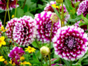 Mystery Day Dahlia Dalya Yıldız Çiçeği Soğanı 1 Soğan