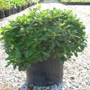 Pittosporum Tohumu (40 tohum)