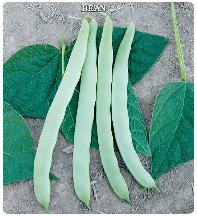Fasulye Tohumu (Yalova 17-Şelale) 25 gram