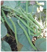 Fasülye Tohumu (40 Günlük Sazova) 25  gram