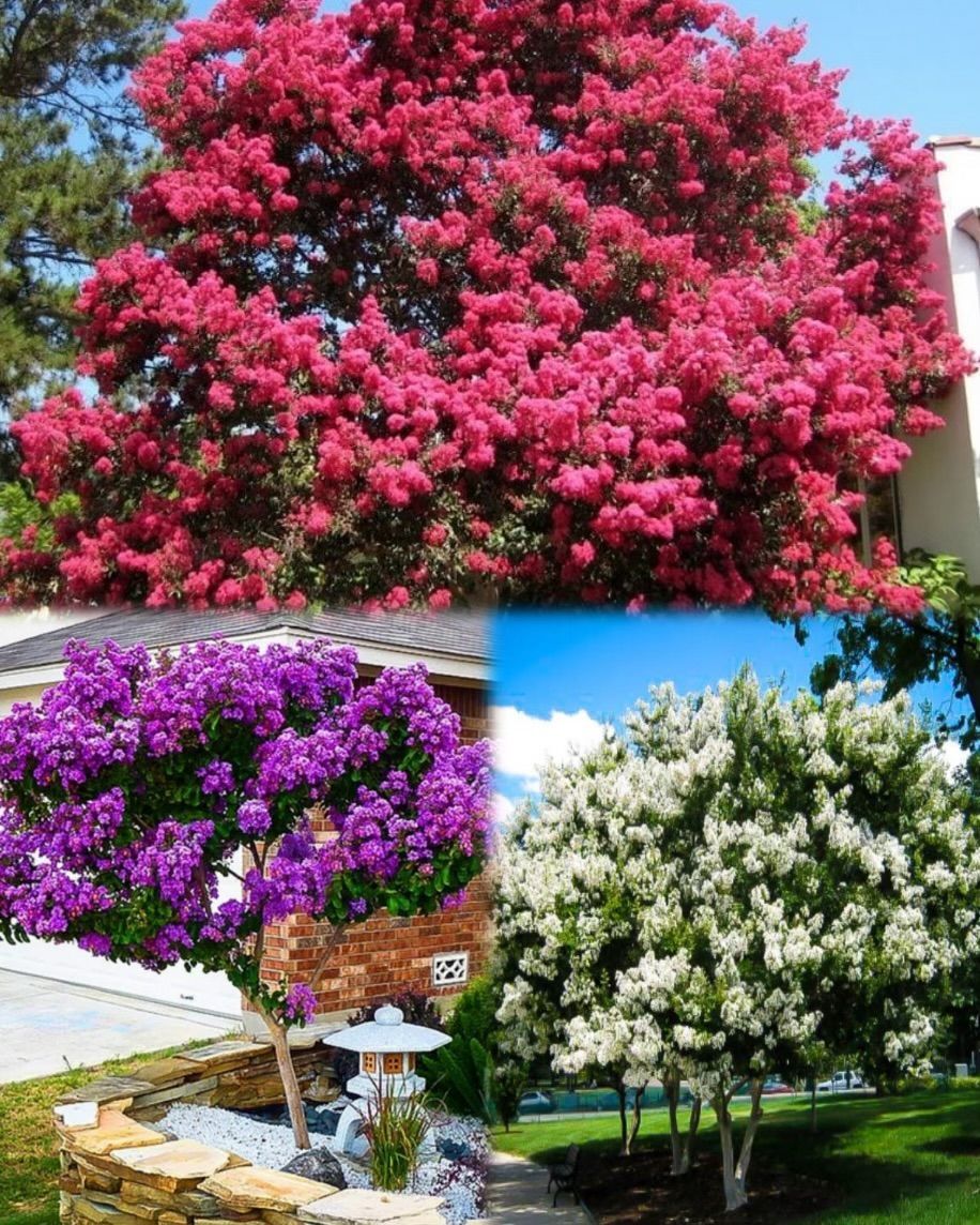Mixed Çiçekli Oya Ağacı Çiçeği Fidesi (10 adet)