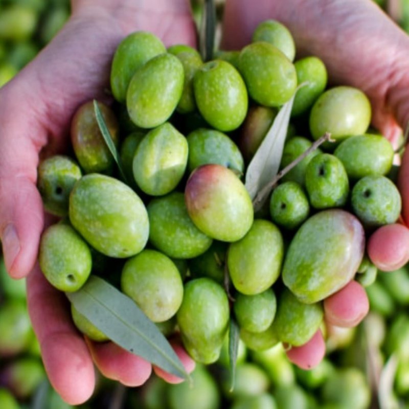 İri Boy Gemlik Ham Kırmalık Yeşil Zeytin (5 kg)