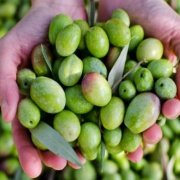 İri Boy Gemlik Ham Kırmalık Yeşil Zeytin (5 kg)