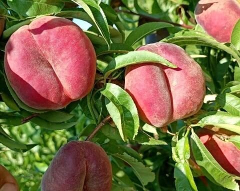 Ücretsiz Kargo 3 Kg Yüksek Aromalı Duble İri Meyveli Taze Basık Şeftali Aynı Gün Hasat