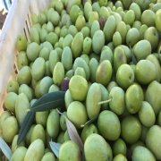 Orta Boy İri Meyveli Domat Ham Kırmalık Yeşil Zeytin (5 kg)