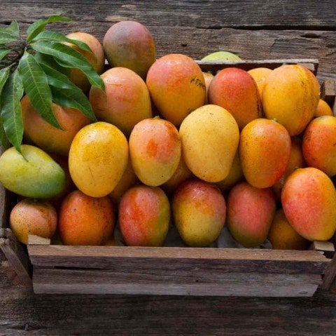 Tüplü Mango Fidanı