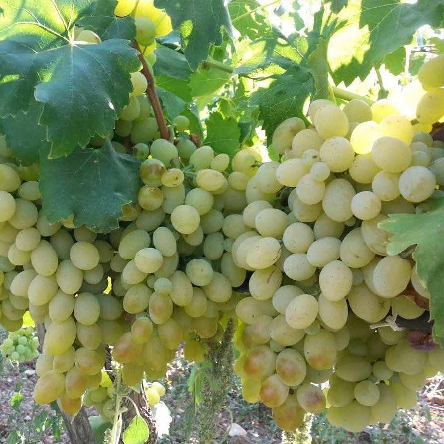 Yüksek Aromalı Sofralık Kurutmalık Besni Üzüm Fidanı