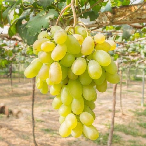 Yüksek Aromalı Sofralık Kurutmalık Besni Üzüm Fidanı