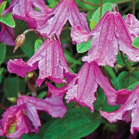 Heather Herschell Clematis Orman Asması Çiçeği Fidanı (5-10 cm)