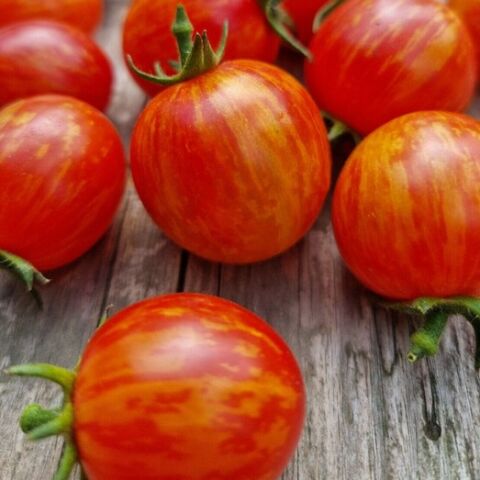 Süpernova Cherry Domates Tohumu(15 tohum)