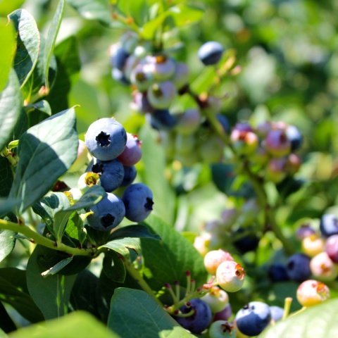 Tüplü Blue Gold Yaban Mersini Likapa Fidanı