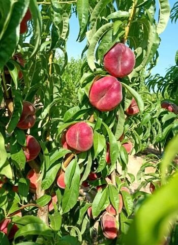 Ücretsiz Kargo 10 Kg Yüksek Aromalı Duble İri Meyveli Taze Basık Şeftali Aynı Gün Hasat