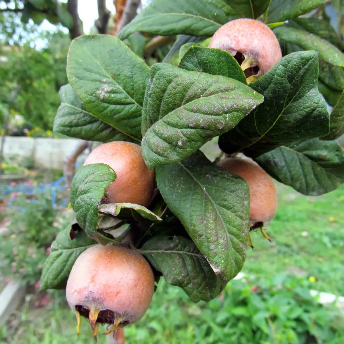 Tüplü Tam Bodur Jumbo Döngel Muşmula Fidanı