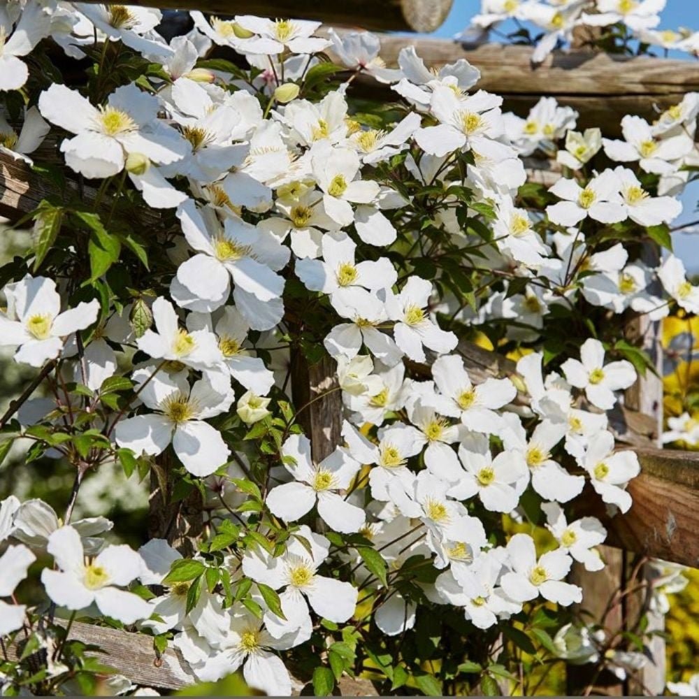 İthal Grandiflora Montana Beyaz Çiçeklli Clematis Orman Asması Çiçeği Fidanı (5-10 cm)
