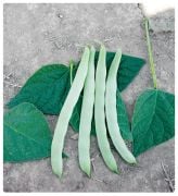 Ziraat Ayşe Sırık 4F89 Fasulye Tohumu  (25 gram)