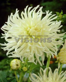 White Star Dahlia Dalya Yıldız Çiçeği Soğanı 1 Soğan