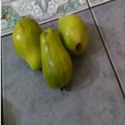 Nadir Tüplü Armut Guava Fidanı Meyve Verme Yaşında
