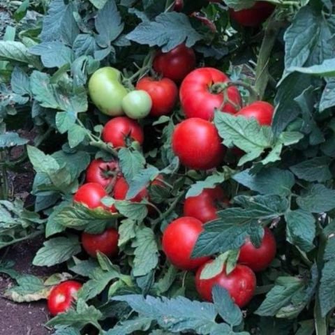Bolveren Salkım Meyveli İri Etli Sırık Alsancak F1 Domates Fidesi (4 adet)