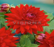 Wittemans Best Dahlia Dalya Yıldız Çiçeği Soğanı 1 adet