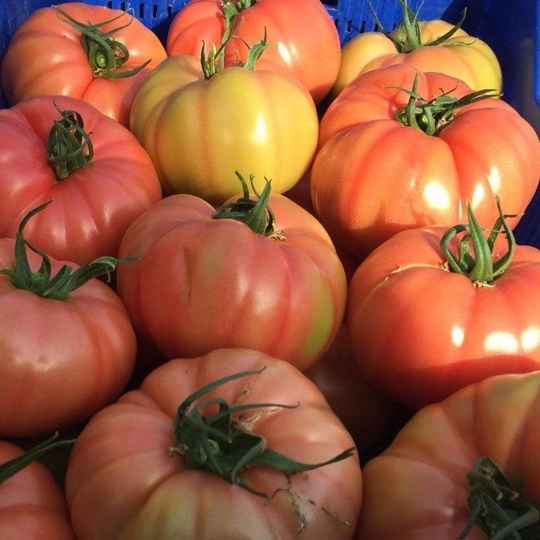 Yüksek Aromalı Gülizar Dilimli Etli  Pembe Köy  Domates Fidesi (4 Adet)