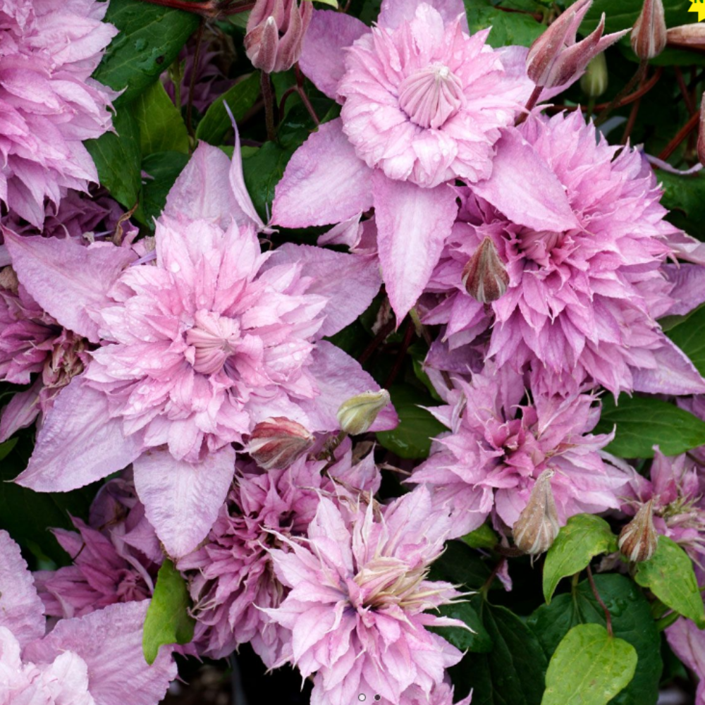 İthal Piilu Katlı Pembe Clematis Orman Asması Çiçeği Fidanı (5-10 cm)