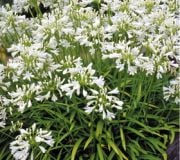 Polar Ice  Beyaz Agapanthus Afrika Zambağı Çiçeği Soğanı  1 adet