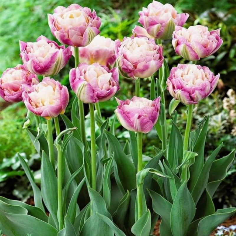 Katmerli Sweet Desire Lale Soğanı( 5 adet)
