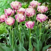 Katmerli Sweet Desire Lale Soğanı( 5 adet)