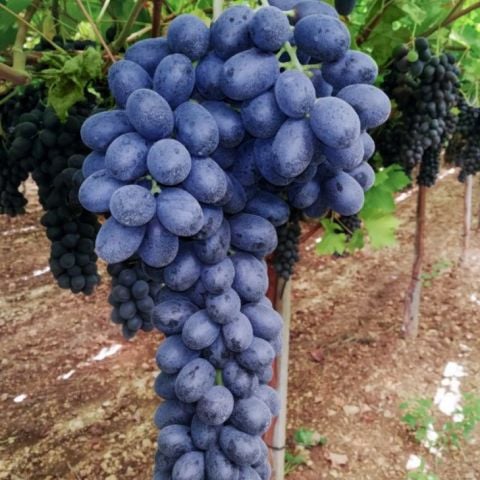 Kokulu Kurutmalık Pekmezlik Şaraplık Malbec Kan Üzümü Fidanı