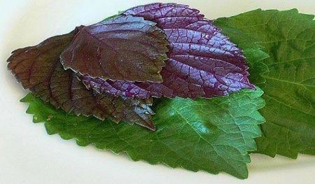 Doğal Perilla Biftek Tohumu (25 adet)