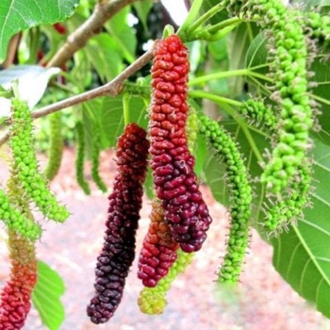 Tüplü Şah Dut Fidanı (Meyve Verme Durumunda)