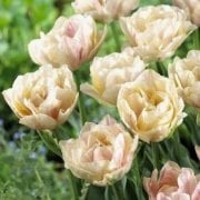 Katmerli Silk Road Lale Soğanı( 5 adet)