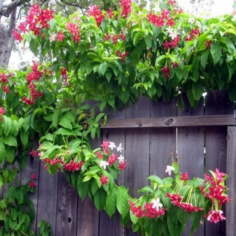 Quisqualis İndica Yoğun Kokulu Bindallı Sarmaşığı Fidanı (10-20cm)