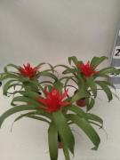 Saksıda Guzmania Çiçeği Mini 9 cm Saksı