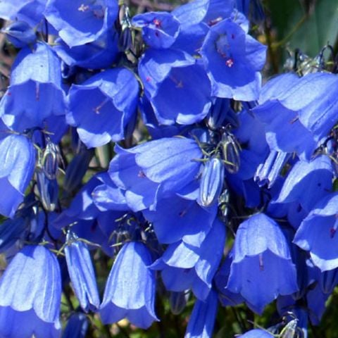 Geleneksel Ata Tohumları Blue King Mavi Çan  Çiçeği Tohumu(100 Tohum)