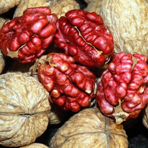 Açık Kök R.Livermore Kırmızı Ceviz Fidanı
