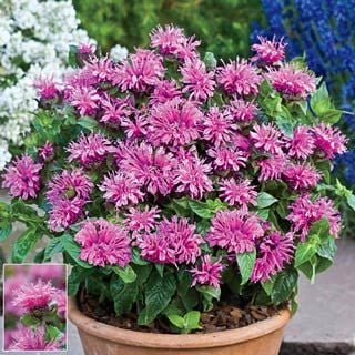 Pink Lace Altınoğul Otu Monarda Çiçeği Soğanı  (1 soğan)