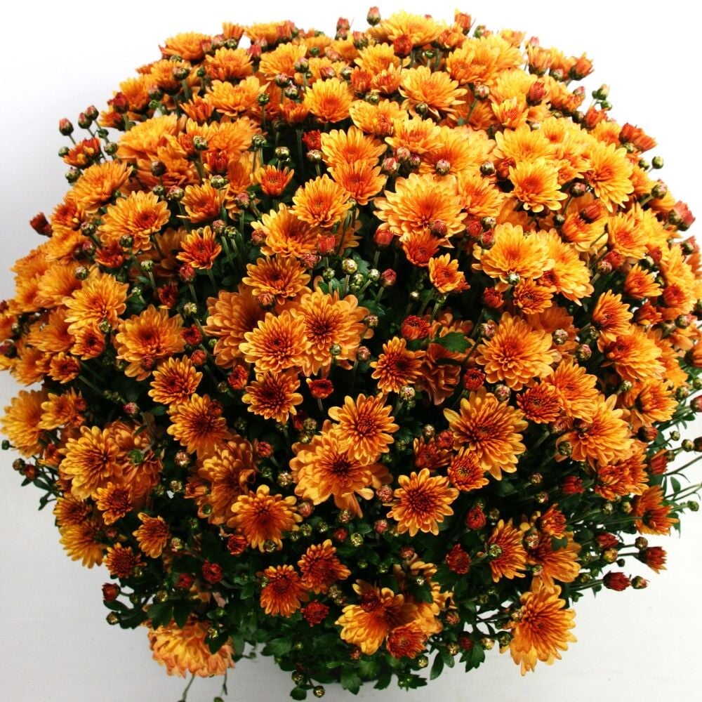 Özel Seri Özel Seri Bransound Dark Orange  Kasımpatı Krizantem Çiçeği Fidesi (1 adet)