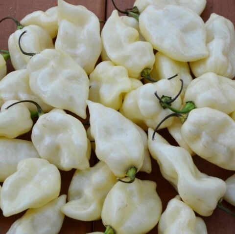 Fatali White Acı Biber Tohumu (15 adet)
