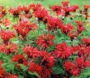 Gardenvieuw Scarlet Altınoğul Otu Monarda Çiçeği Soğanı (1 Soğan)