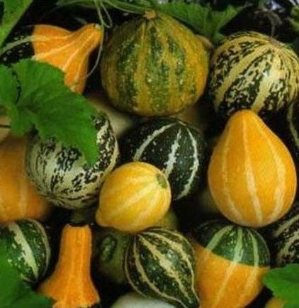 Karışık Süs Kabakları Tohumu  (10 tohum)