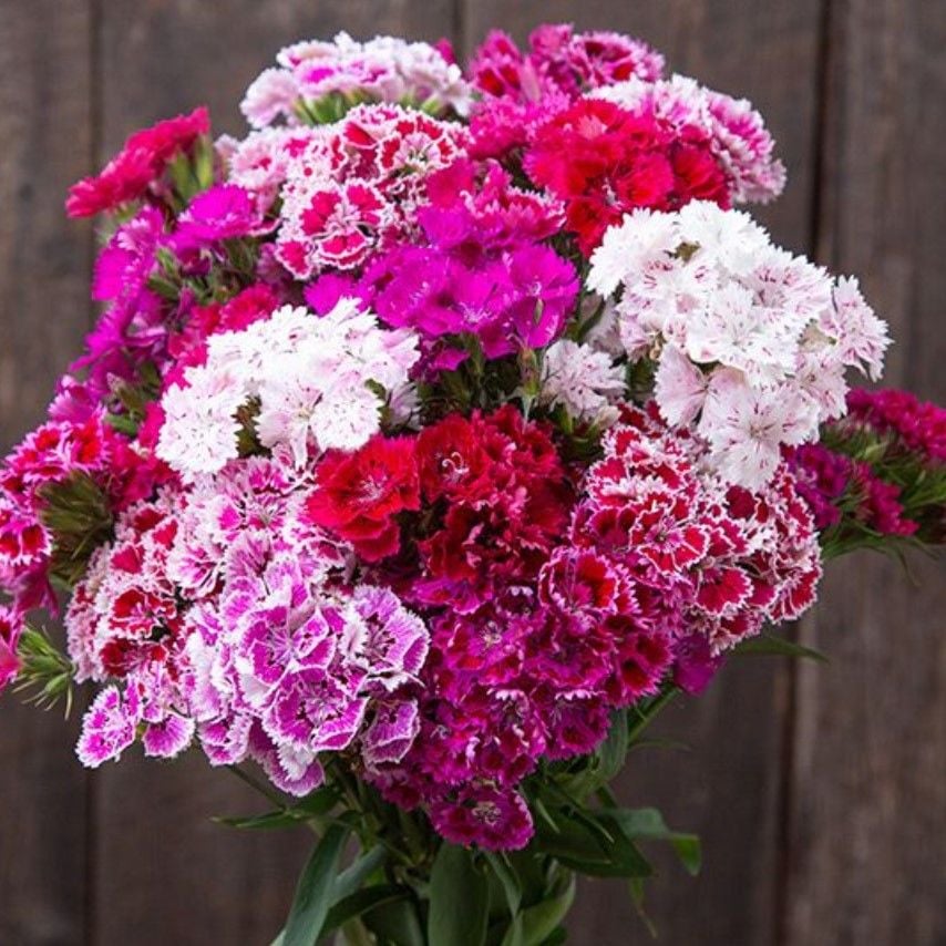 Baby Flowers Mixed Küçük Çiçekli Karanfil Çiçeği Tohumu(50 adet)