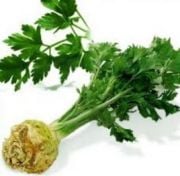 Kereviz Fidesi(5 adet) Sınırlı Stok