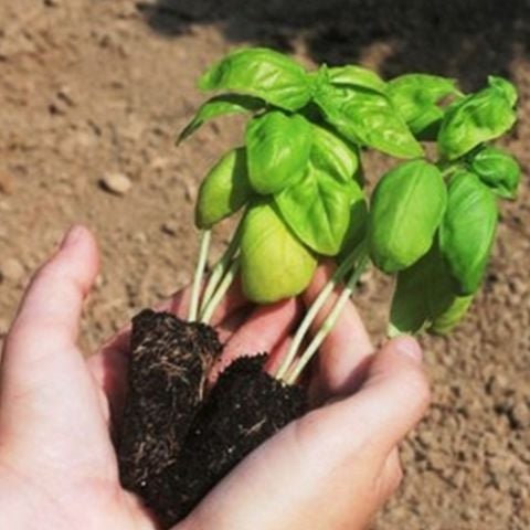 Saksılık Aromarik Yeşi Geniş Yapraklı Fesleğen Fidesi (5 adet )