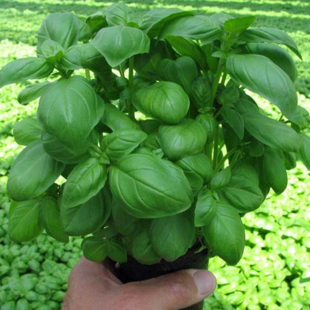 Saksılık Aromarik Yeşi Geniş Yapraklı Fesleğen Fidesi (5 adet )